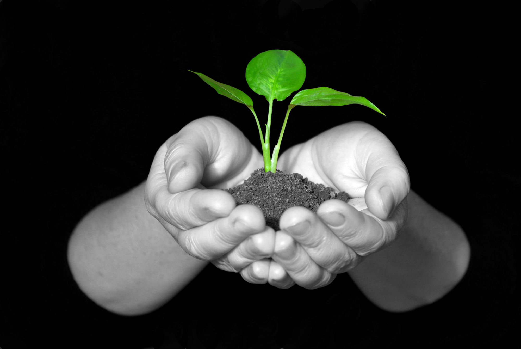 plant growing from hands, nurturing.jpg